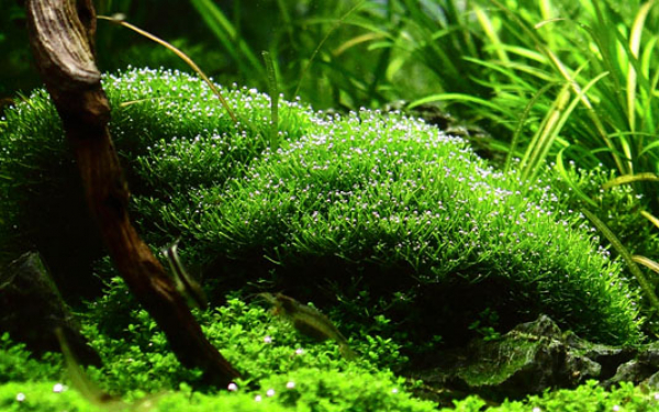 Riccia fluitans - Teichlebermoos 1-2-Grow!